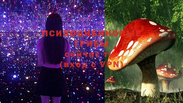 хмурый Аркадак